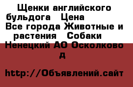 Щенки английского бульдога › Цена ­ 40 000 - Все города Животные и растения » Собаки   . Ненецкий АО,Осколково д.